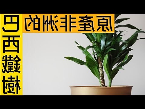巴西鐵樹 照顧
